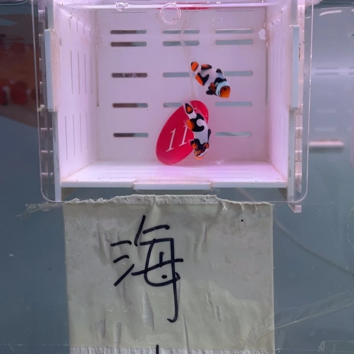 海水鱼精品毕加索2条2-3