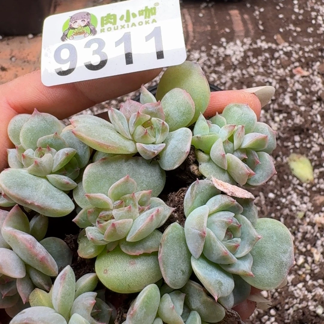 多肉植物多肉植物