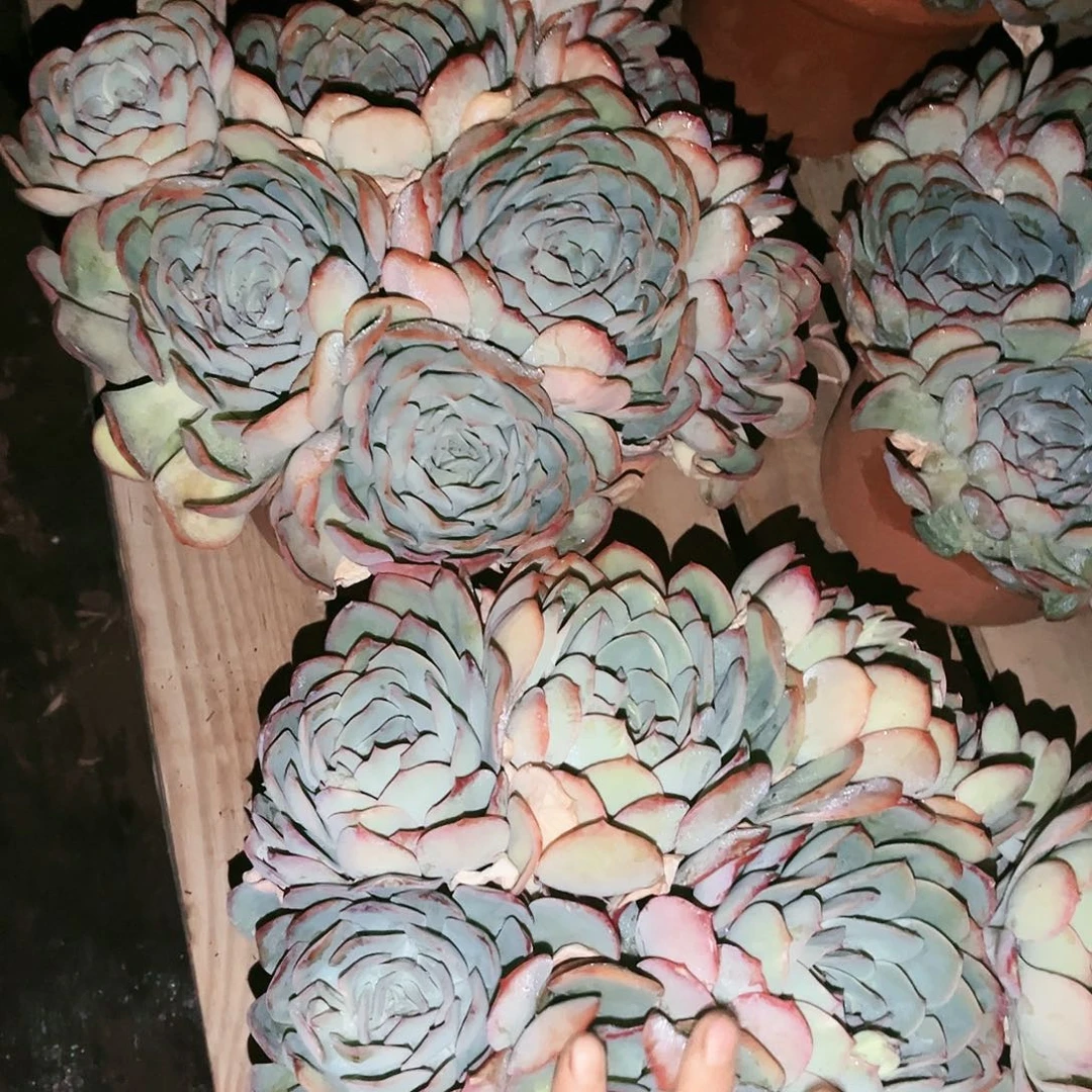 晨露39.99多肉植物