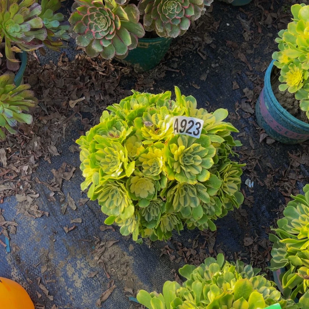 辛尼亚法师朵朵1-22