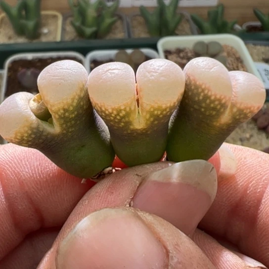 b****u编号混合风铃三颗917。