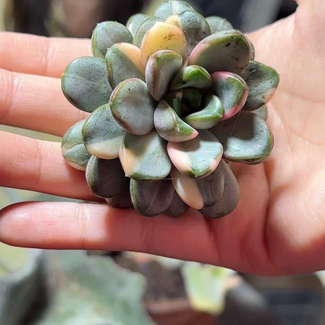 丫*葡萄锦多肉植物1