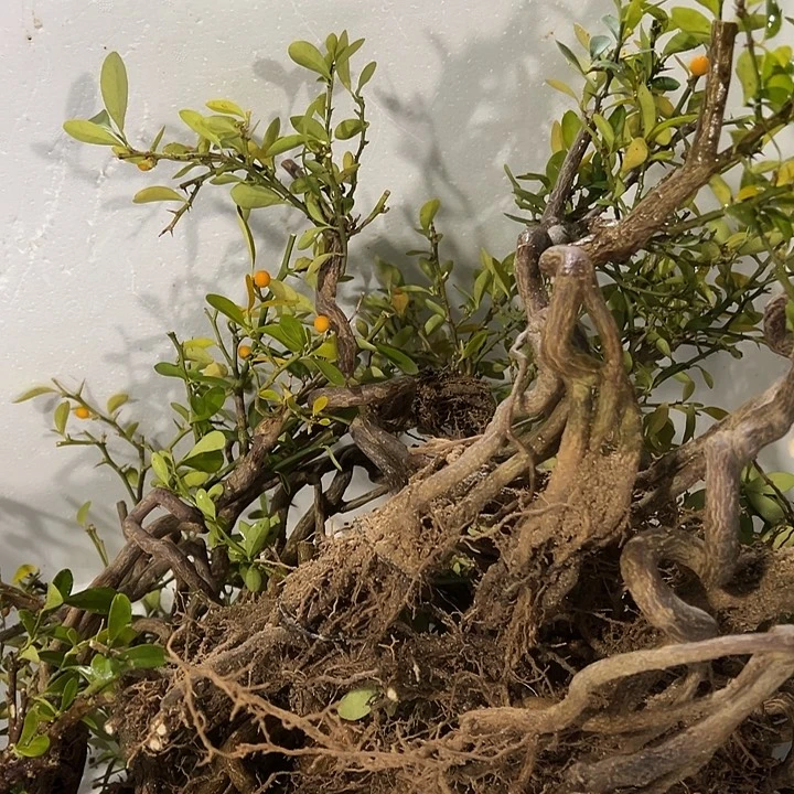 小***根无花朵金豆盆栽金豆豆