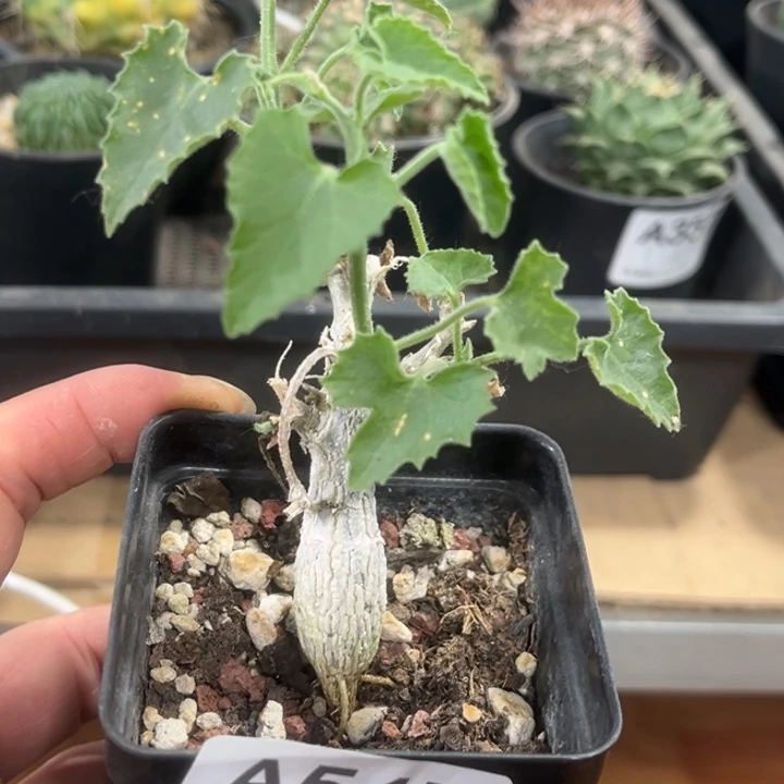 547实生冰丝葫芦一物一拍