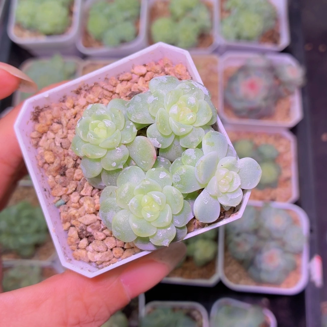 纸鸢甜心多肉植物