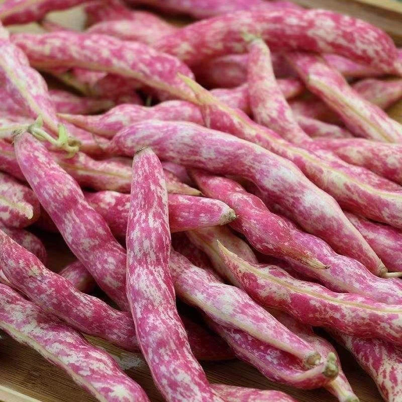 吉林红金勾东北油豆角自然现采摘新鲜皮薄豆粒饱满