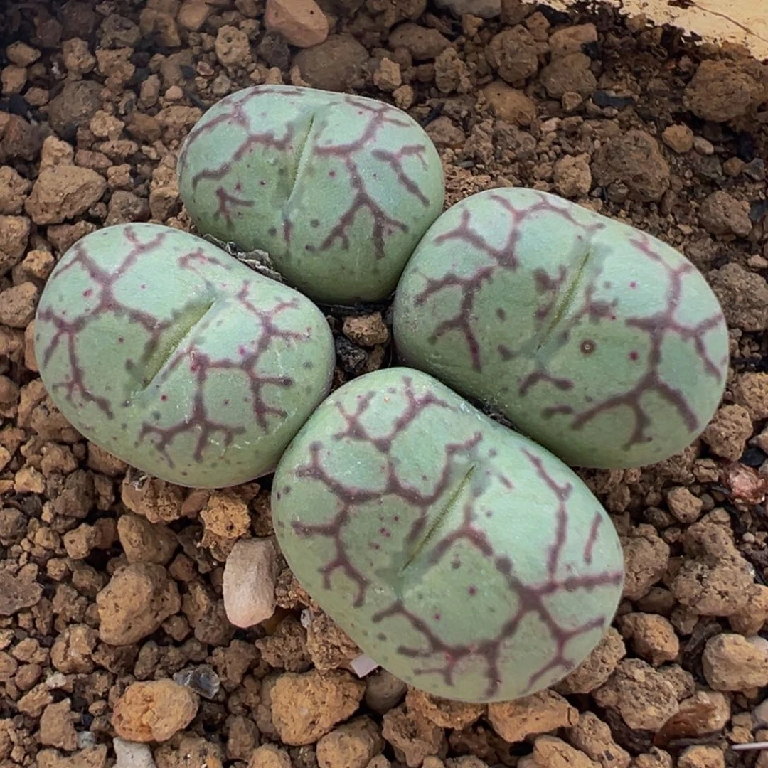 猴脸红纹青姬群带盆