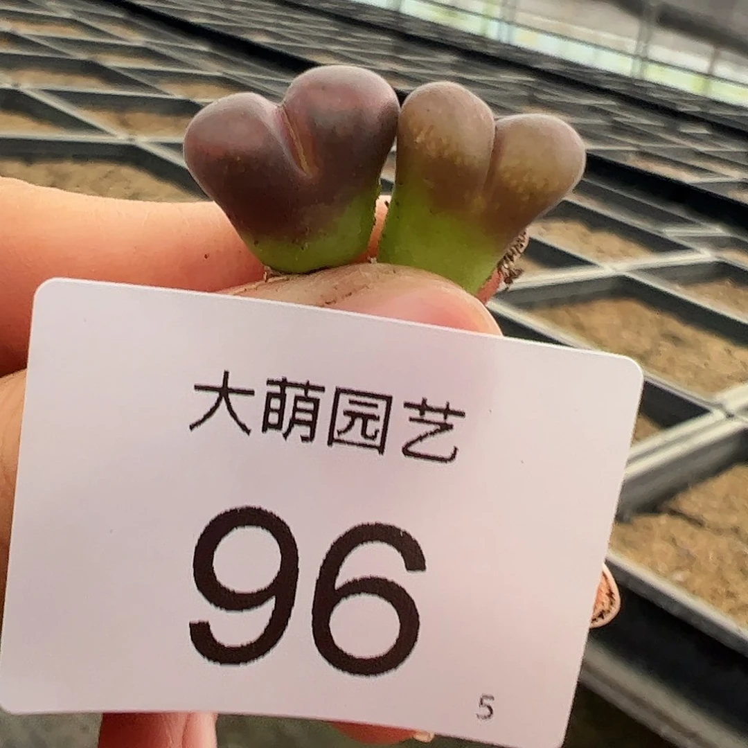 000086量拍大萌1号红风铃2颗