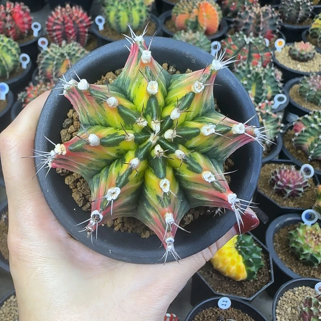 肋骨锦喜欢直接拍