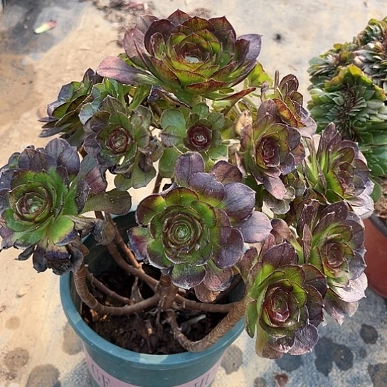 夜**光多肉植物法师89