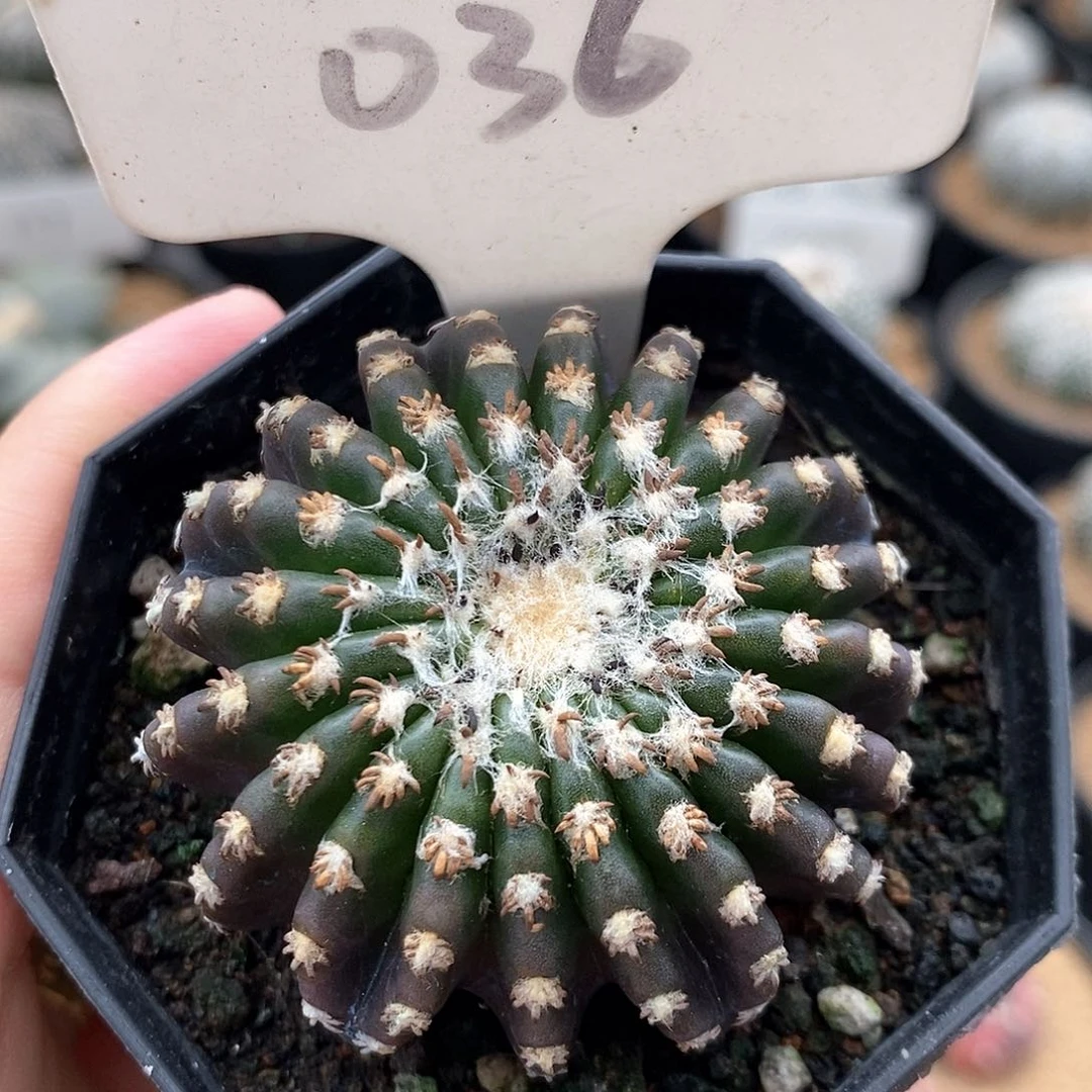 036奇特球20愣系列