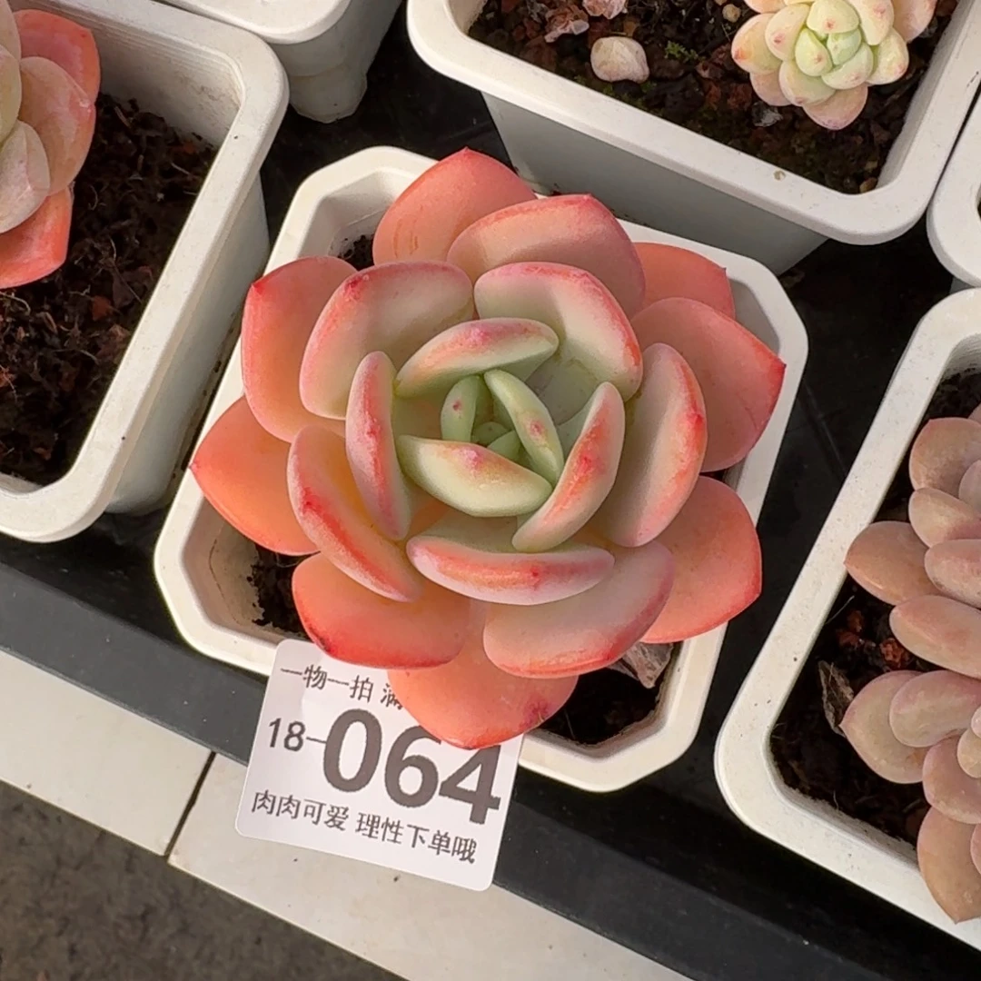 白月光无盆土发货无盆