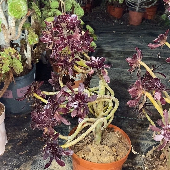 黑法多肉植物049