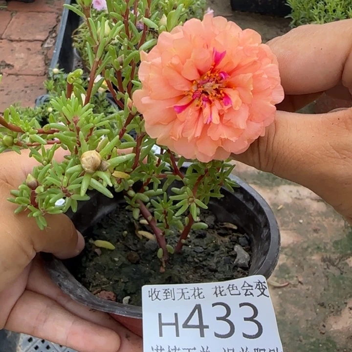 无花朵H433超小苗盆口10cm