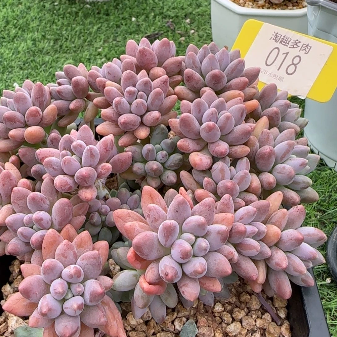 *****多肉植物汤圆杂交