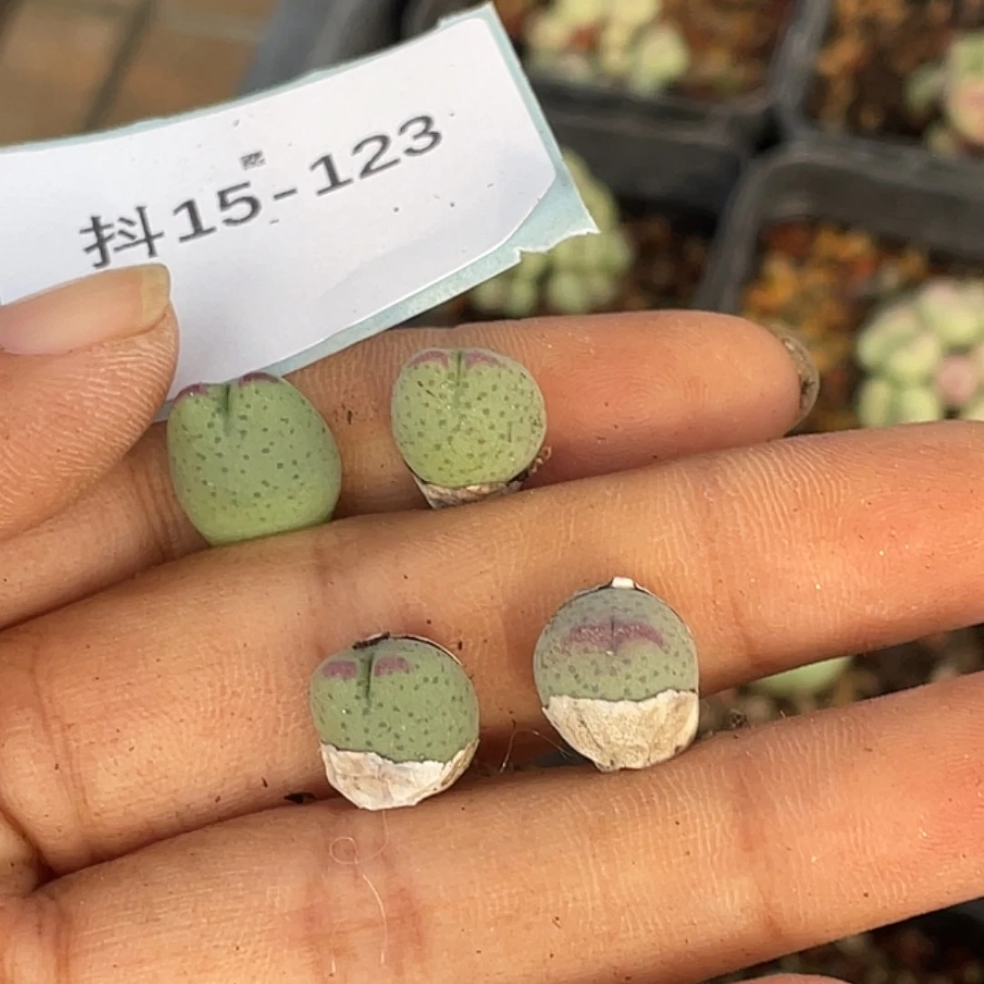 嗯***哼15-123肉锥多肉植物