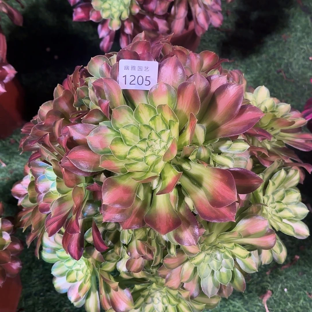 多肉植物韶华1205