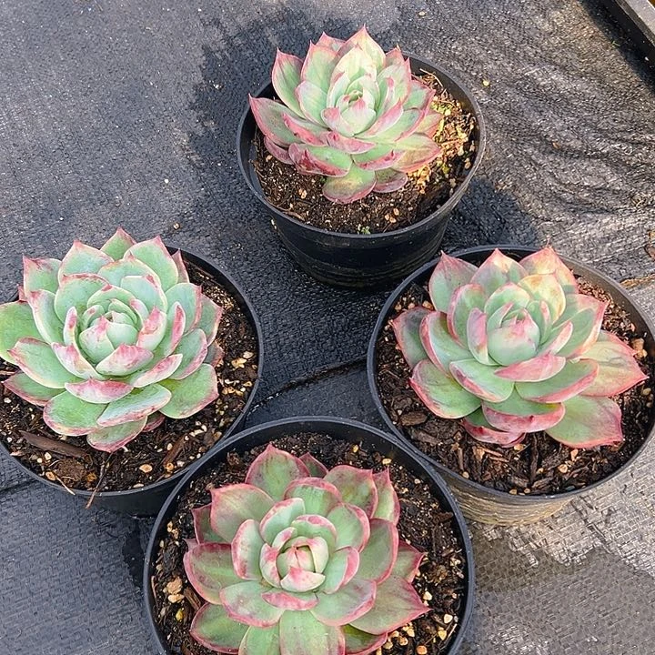 惊鸿仙子，满18包邮