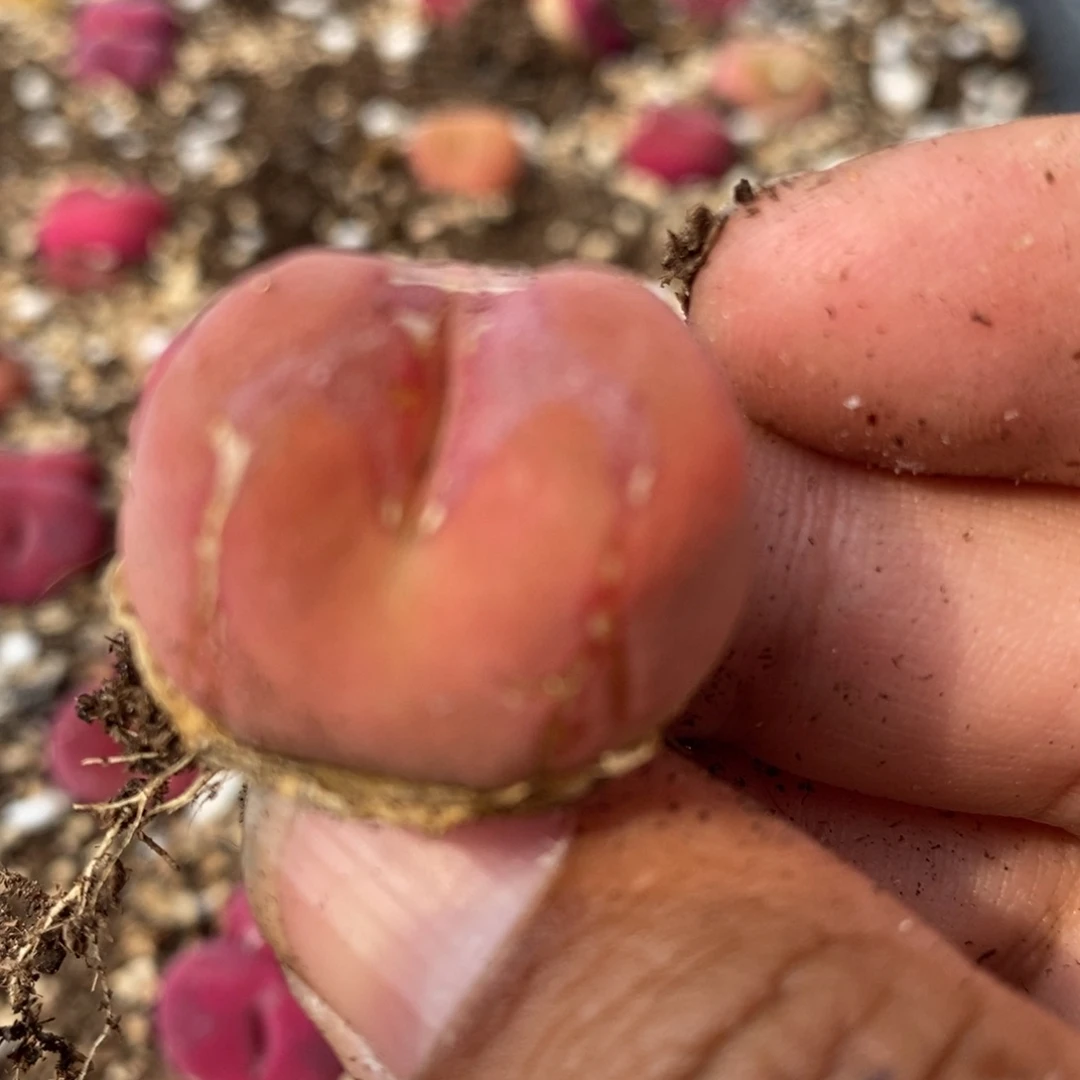 20341一颗。有伤。