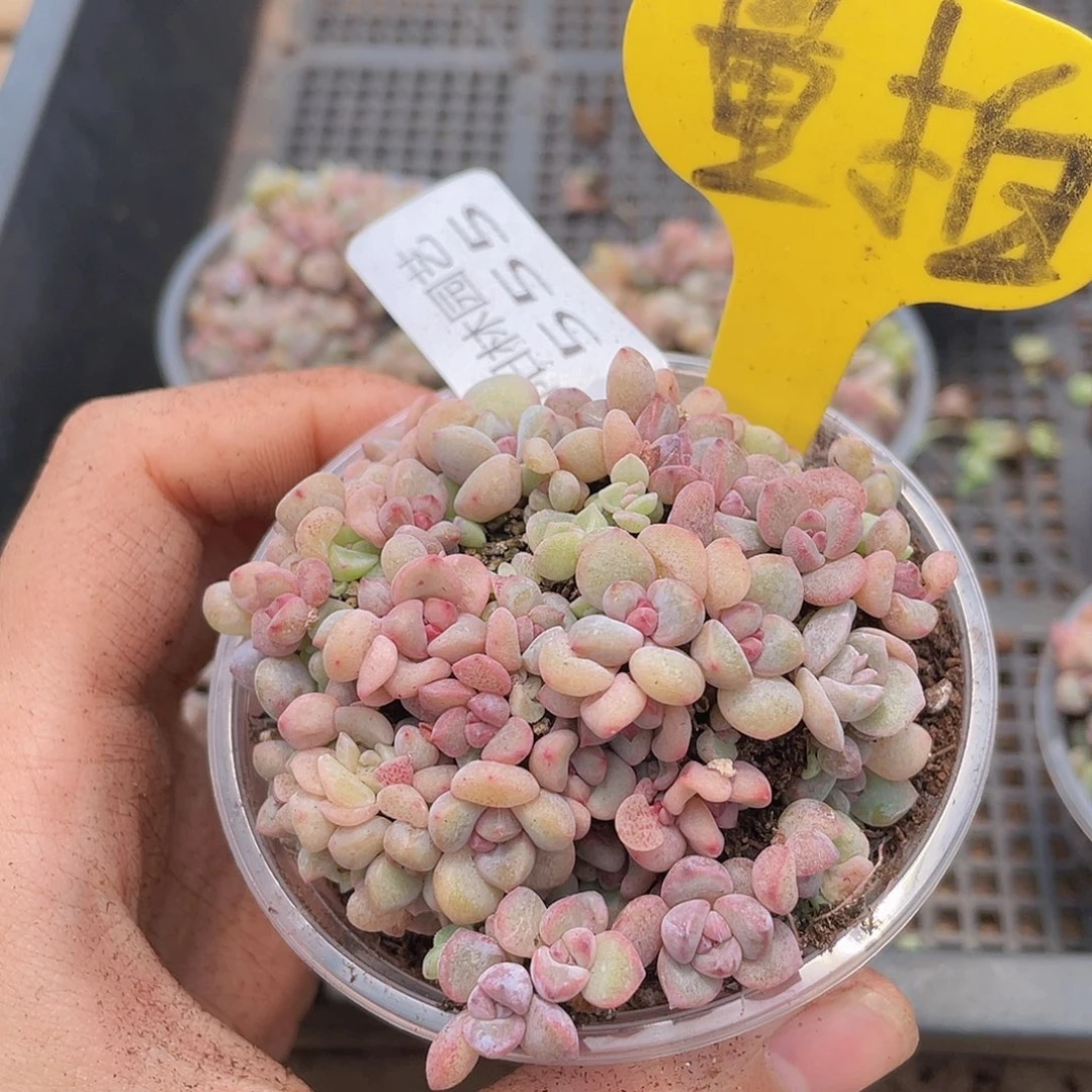 量拍多肉植物多肉植物555