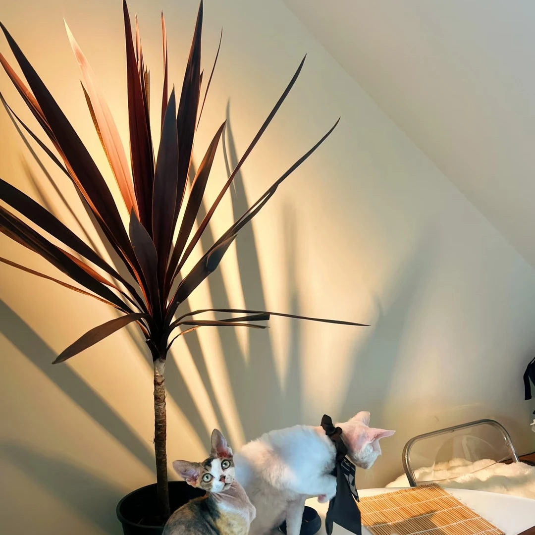 【澳洲朱蕉】庭院花园植物原盆常青高档绿植净化空气绿色观叶绿植