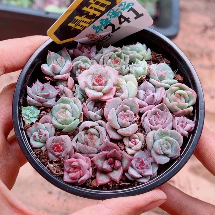 多肉植物多肉植物