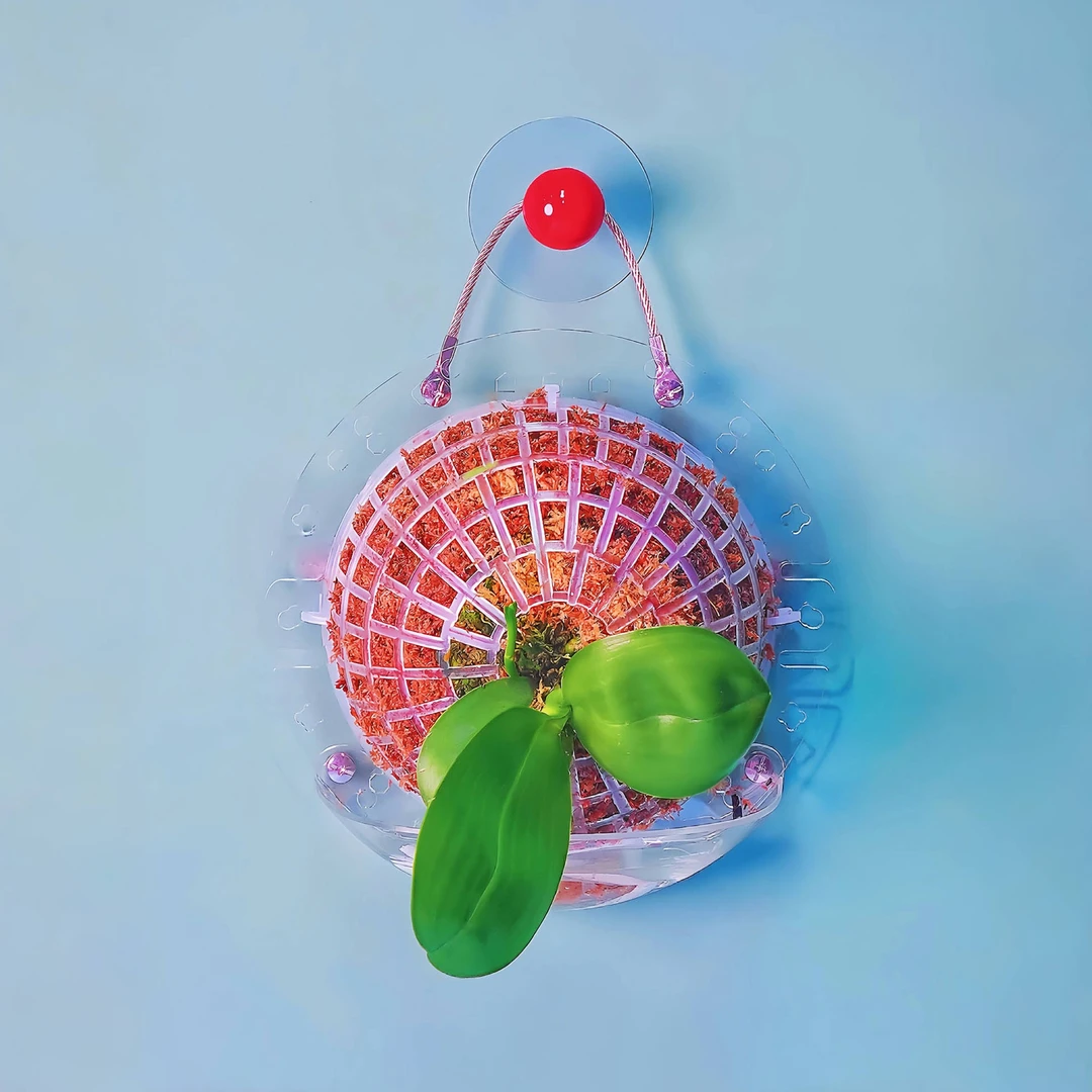 【板植初体验】蝴蝶兰球兰自吸水亚克力种植板鹿角蕨挂板板植神器