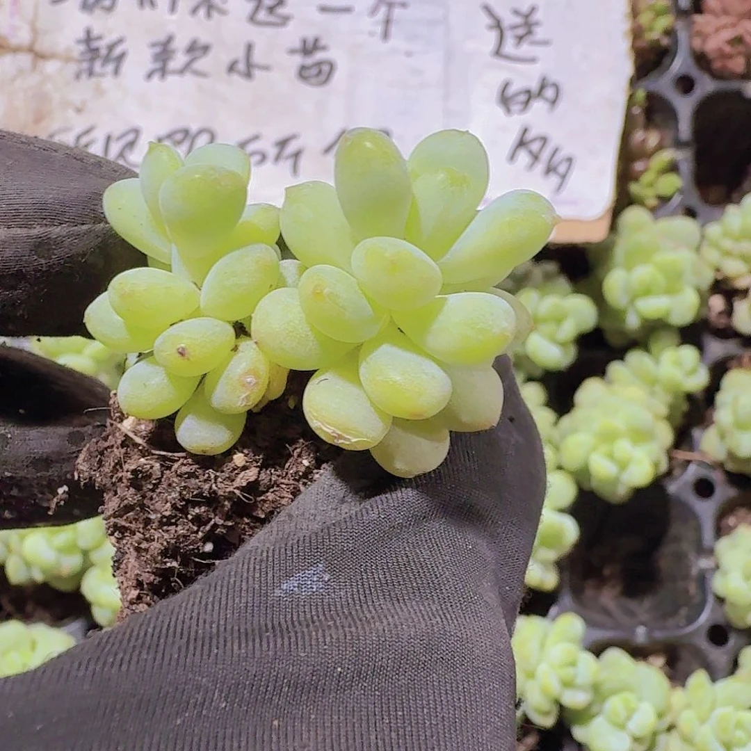 阳光玫瑰两颗一组