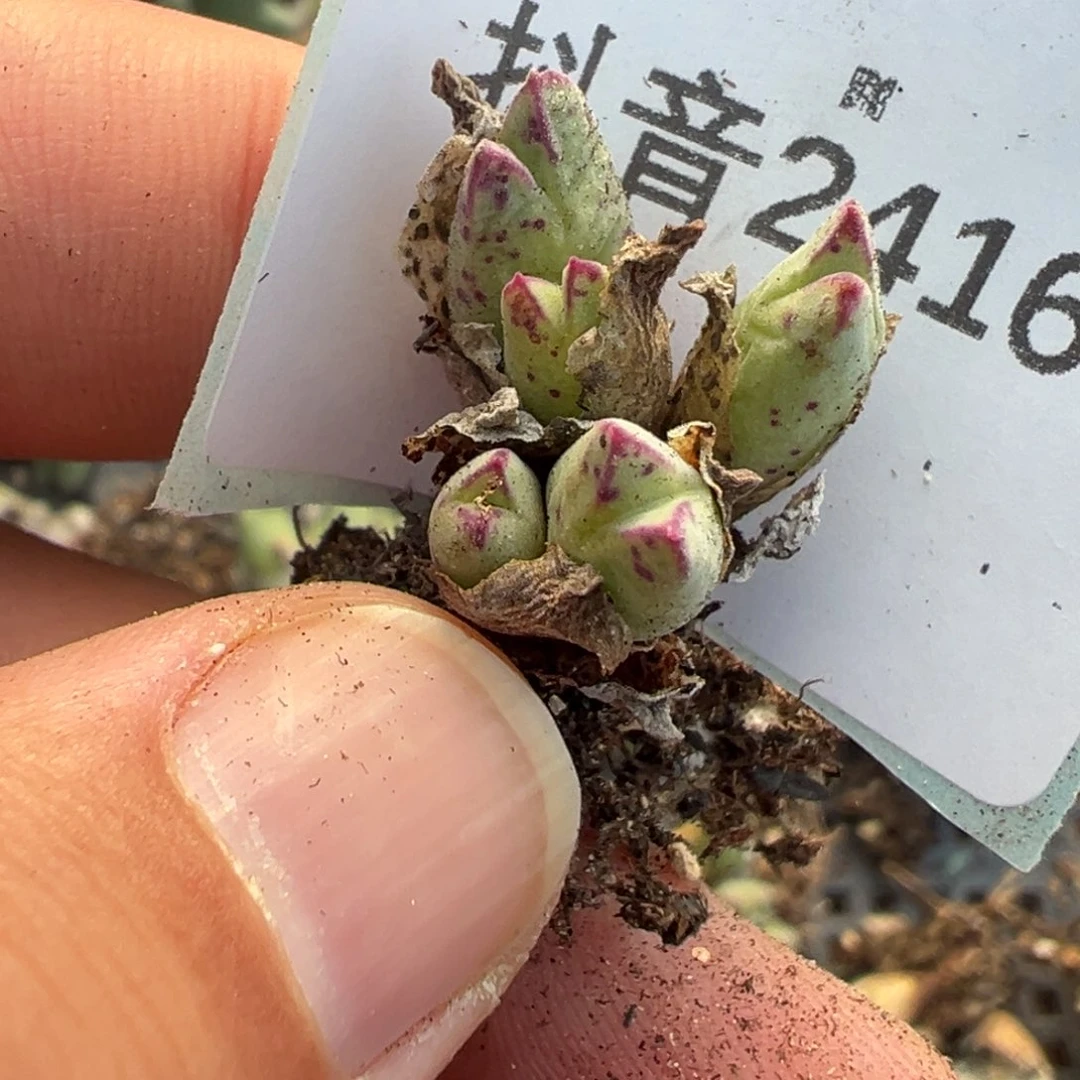 叶***宝24-163肉锥多肉植物