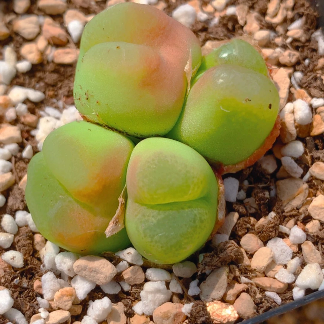 1885855885555858854465778