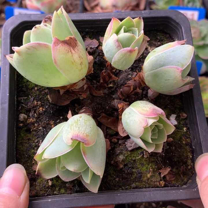 一物一拍星辰琉璃100