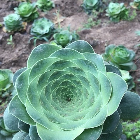 大单头玫瑰一棵多肉19