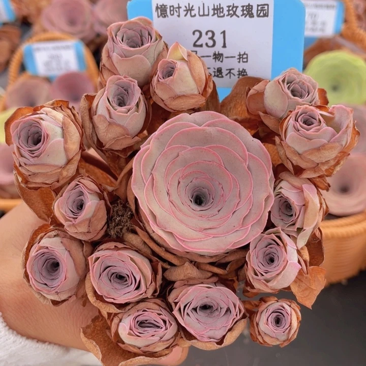 山地玫瑰231断枝不包损不售后
