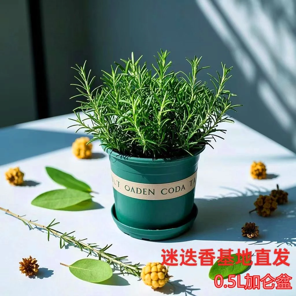迷迭香盆栽驱蚊提神净化空气室内外好养绿植