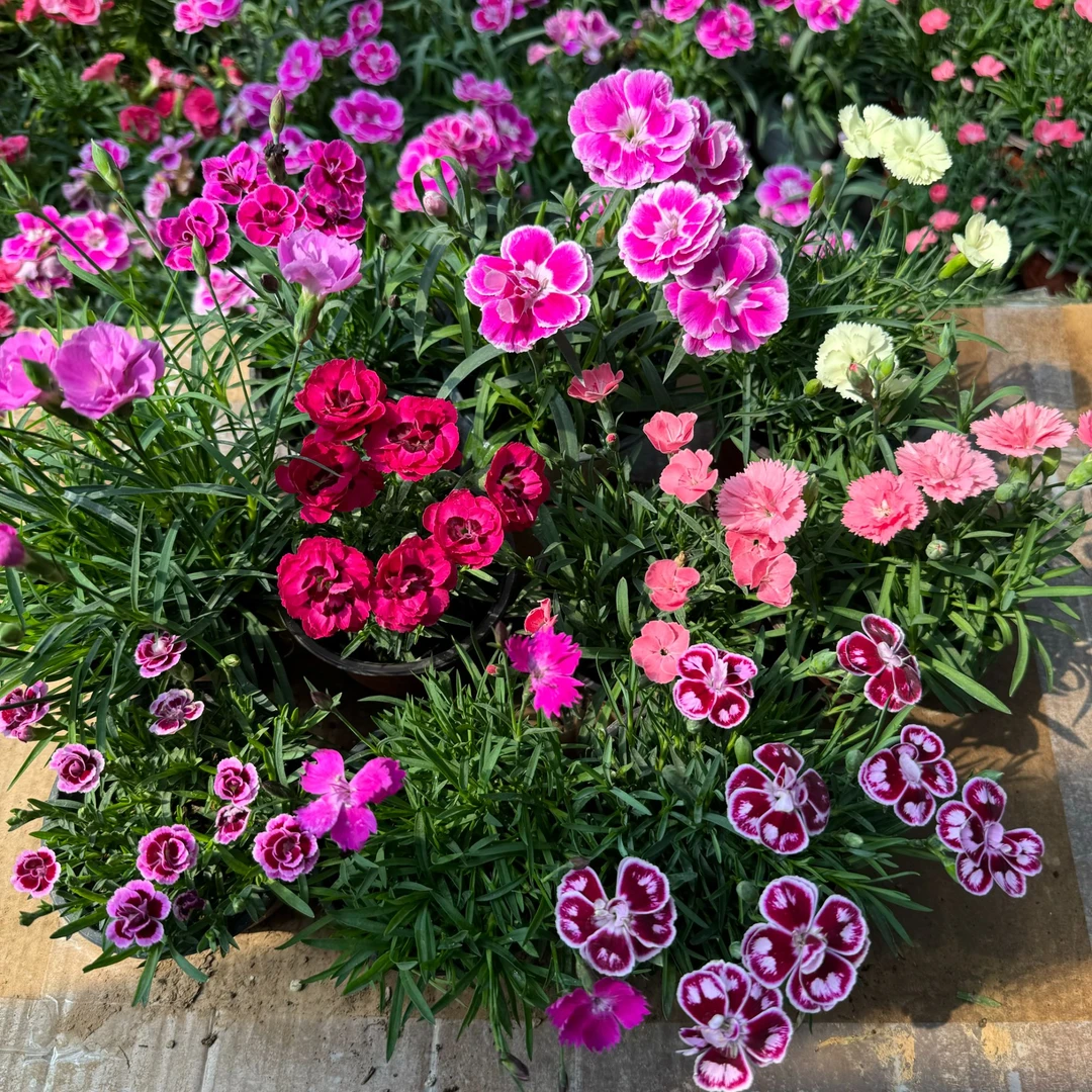 10盆10色欧石竹初吻四季开花草坪庭院盆栽绿化耐寒耐旱多年生