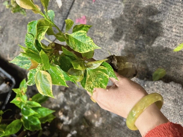 沙斑艳丽红（凤祥三角梅）