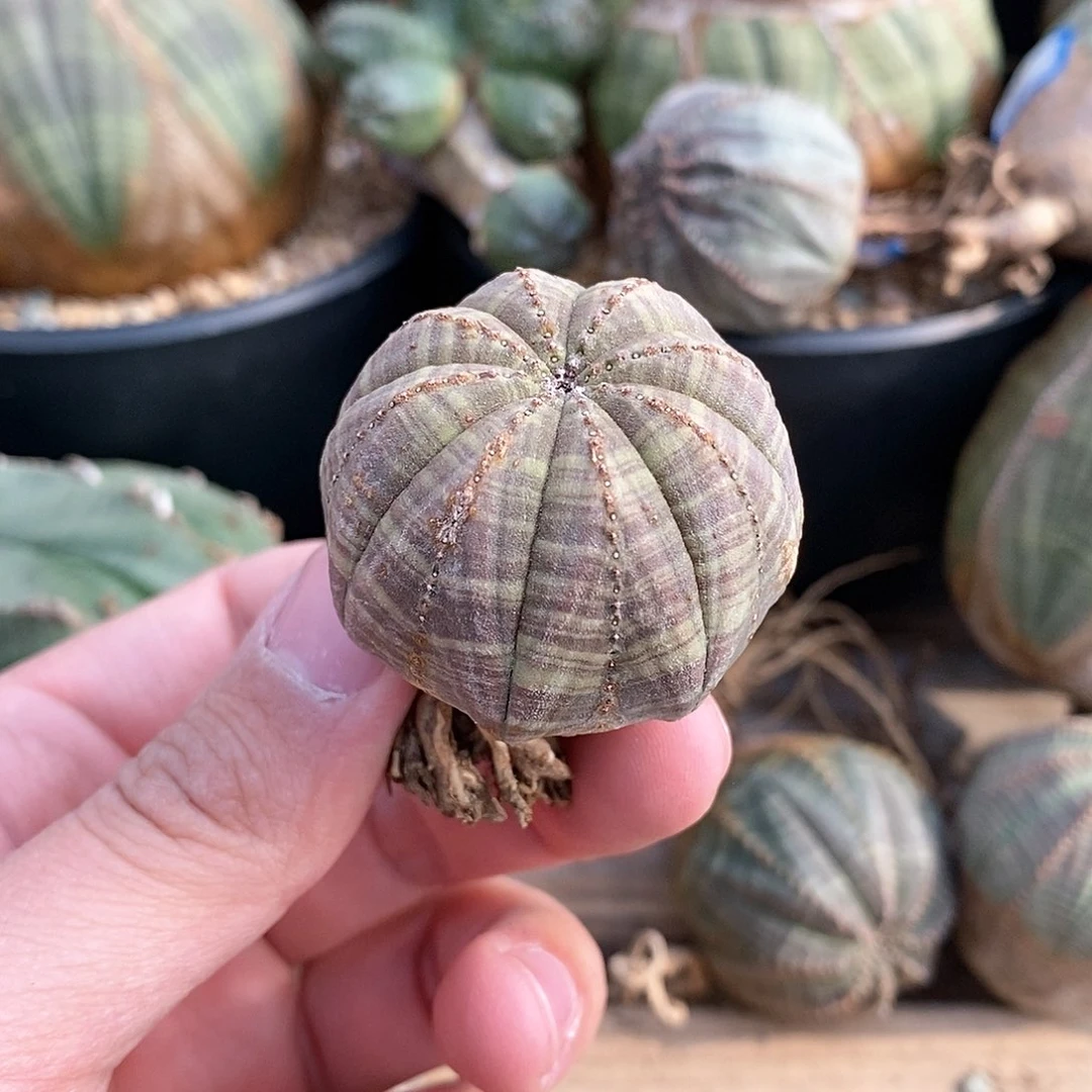 欧系实生布纹球多肉植物