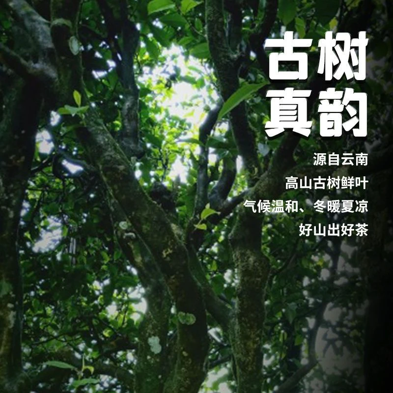 【昔归忙麓山古树】2024年云南普洱茶古树生茶250g