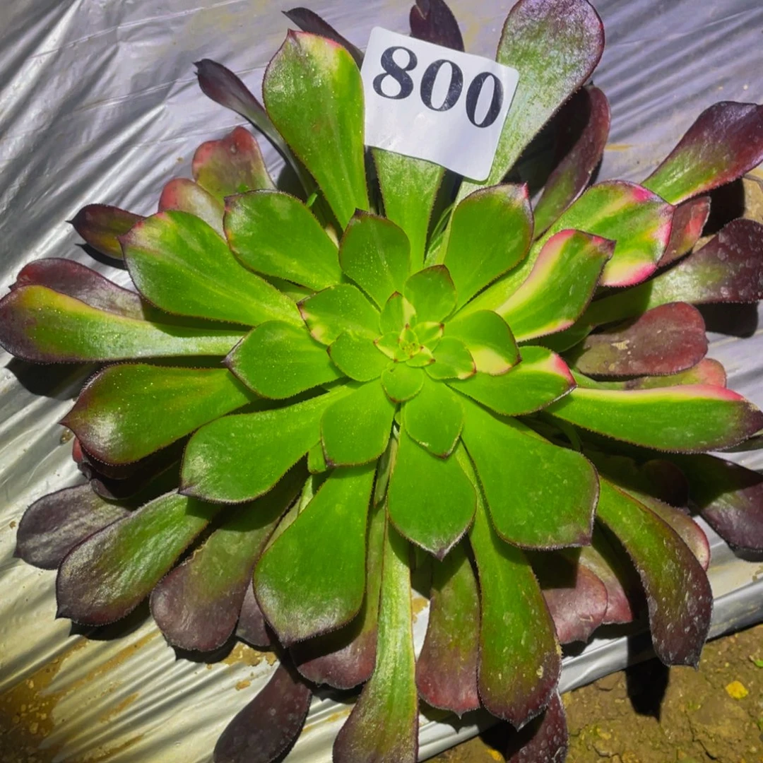 铜壶七彩多肉植物800
