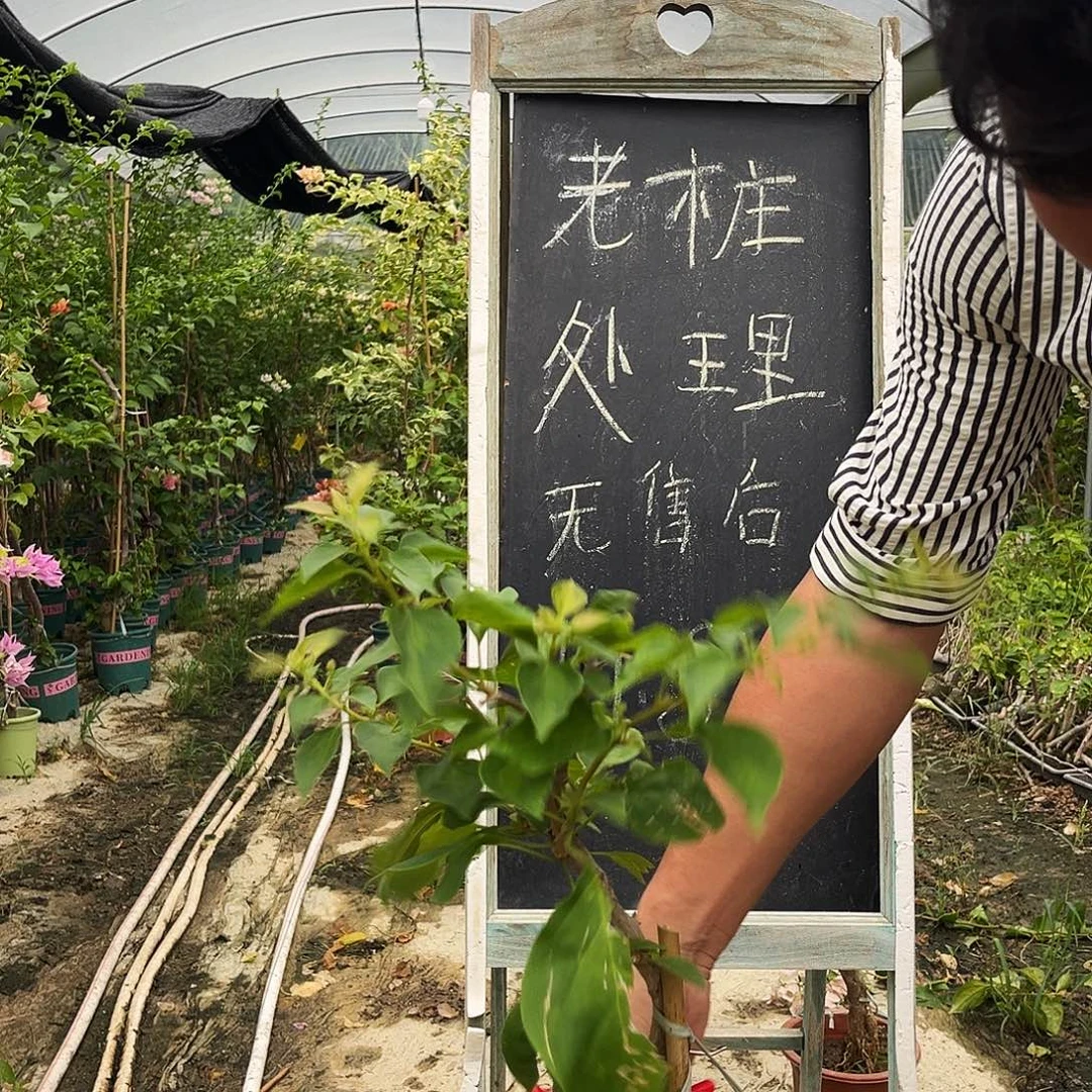 完全开放三角梅三角梅3
