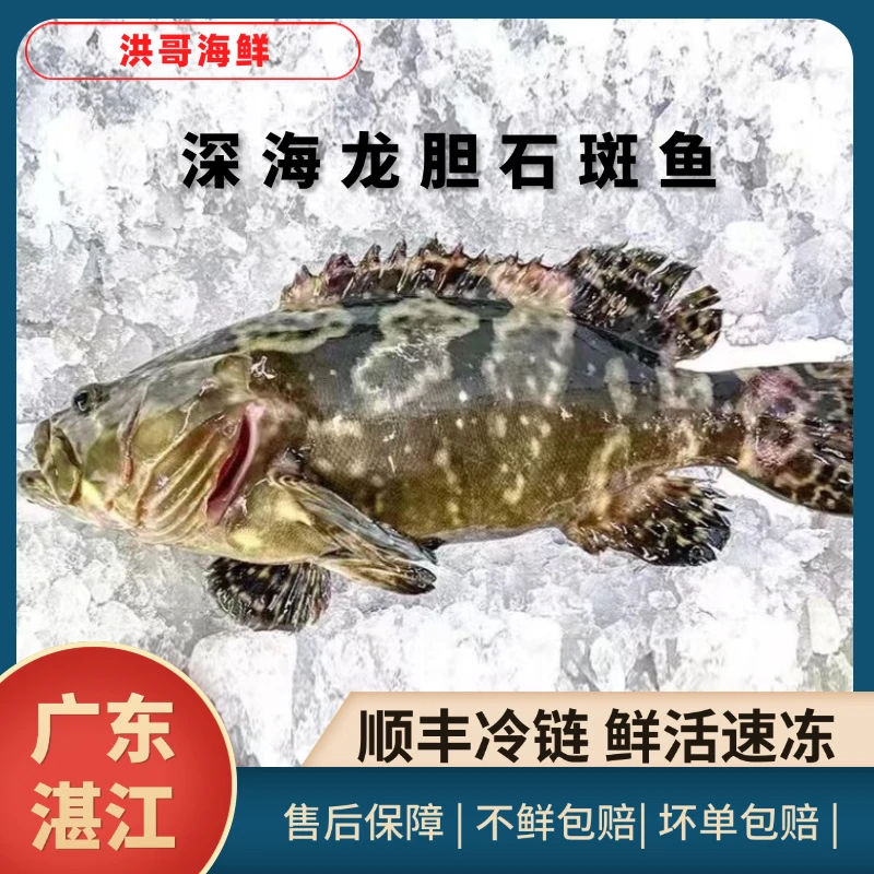 【0912不杀龙胆石斑鱼】湛江深海龙胆石斑鱼老虎斑活鱼新鲜独立包装
