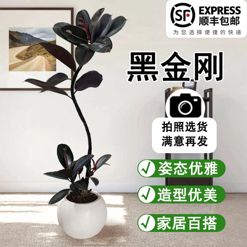 室内大型绿植客厅大盆栽粗杆