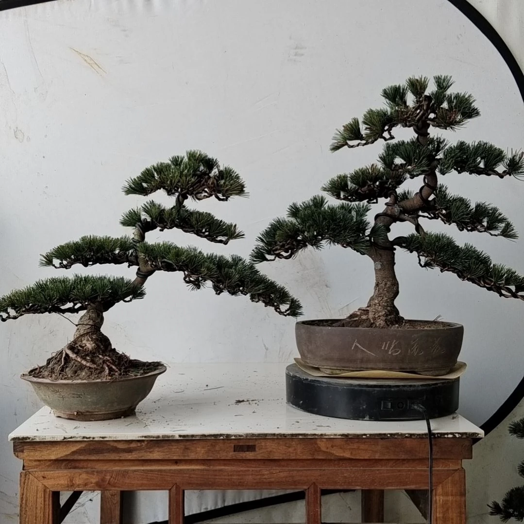 老桩老盆口的五针松