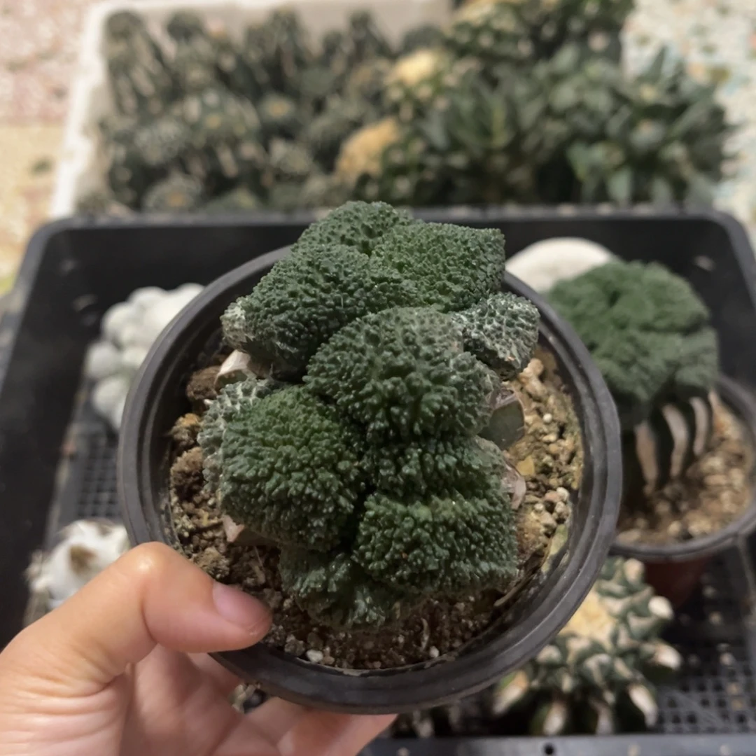 草球连山哥斯拉双头仙人球