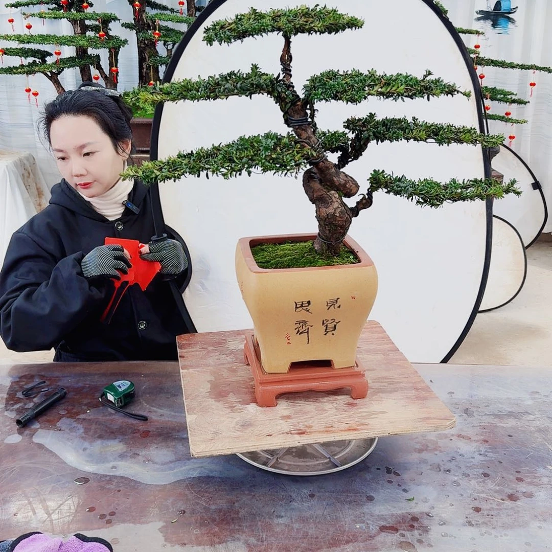 绿植罗汉松一物一拍