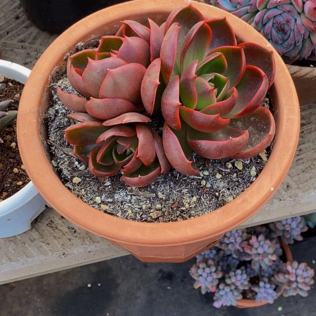 安*儿48包邮一物一拍多肉