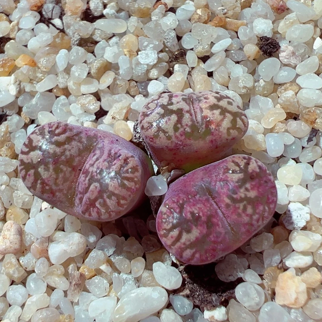 88-923多肉多肉勋章