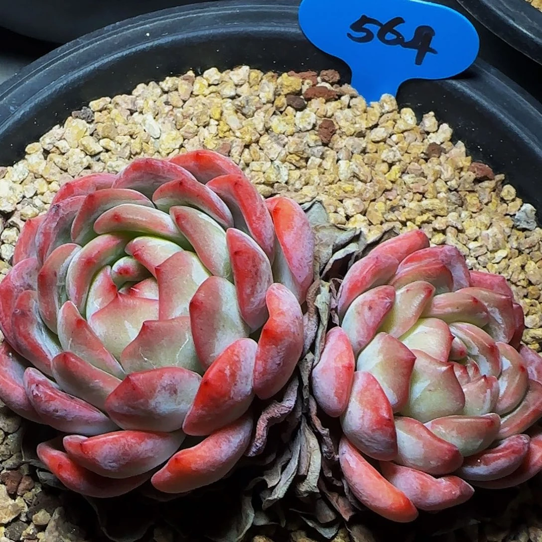 双头全明星564号一物一拍