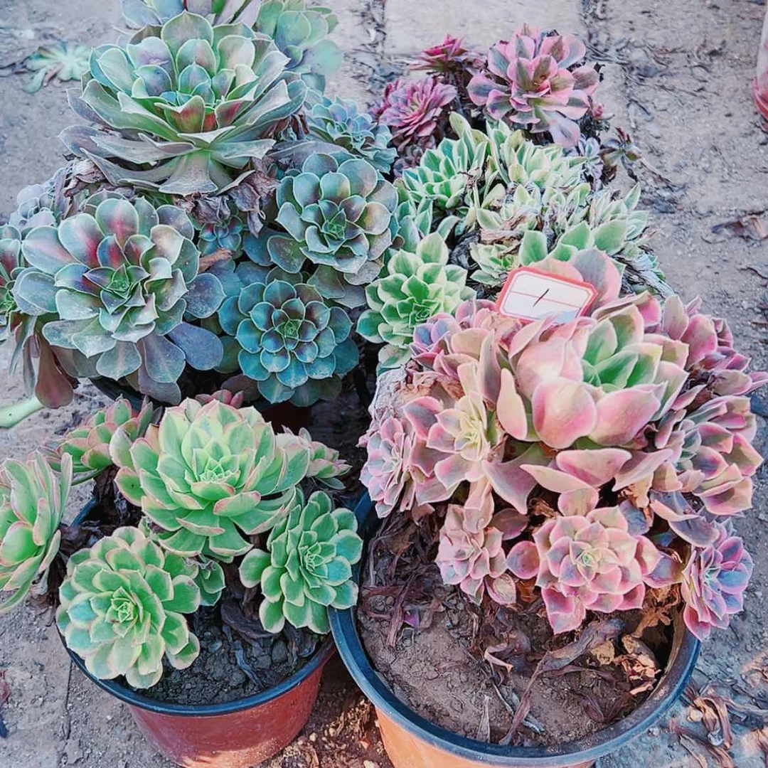 【闪购商品】无花朵幸*儿1号套餐6颗多肉植物无售后