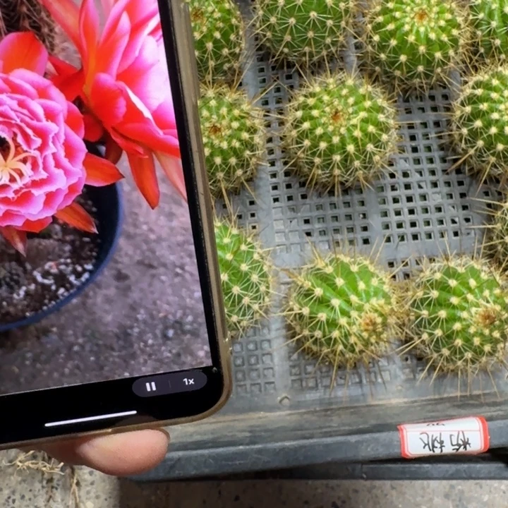 391毛粉桃歪无根侧牙5公分左右，20包邮